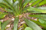 Weak-leaf yucca